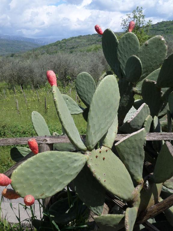 Difesa Del Principe Villa Felitto Buitenkant foto