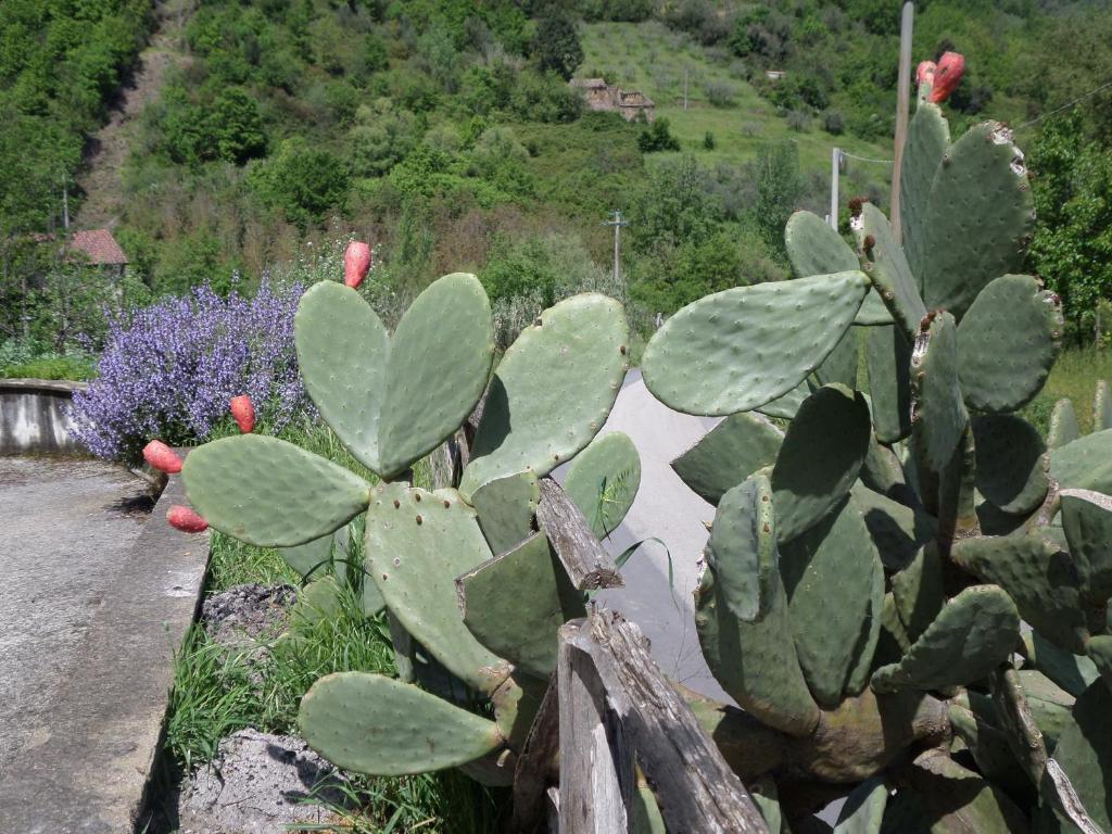 Difesa Del Principe Villa Felitto Buitenkant foto